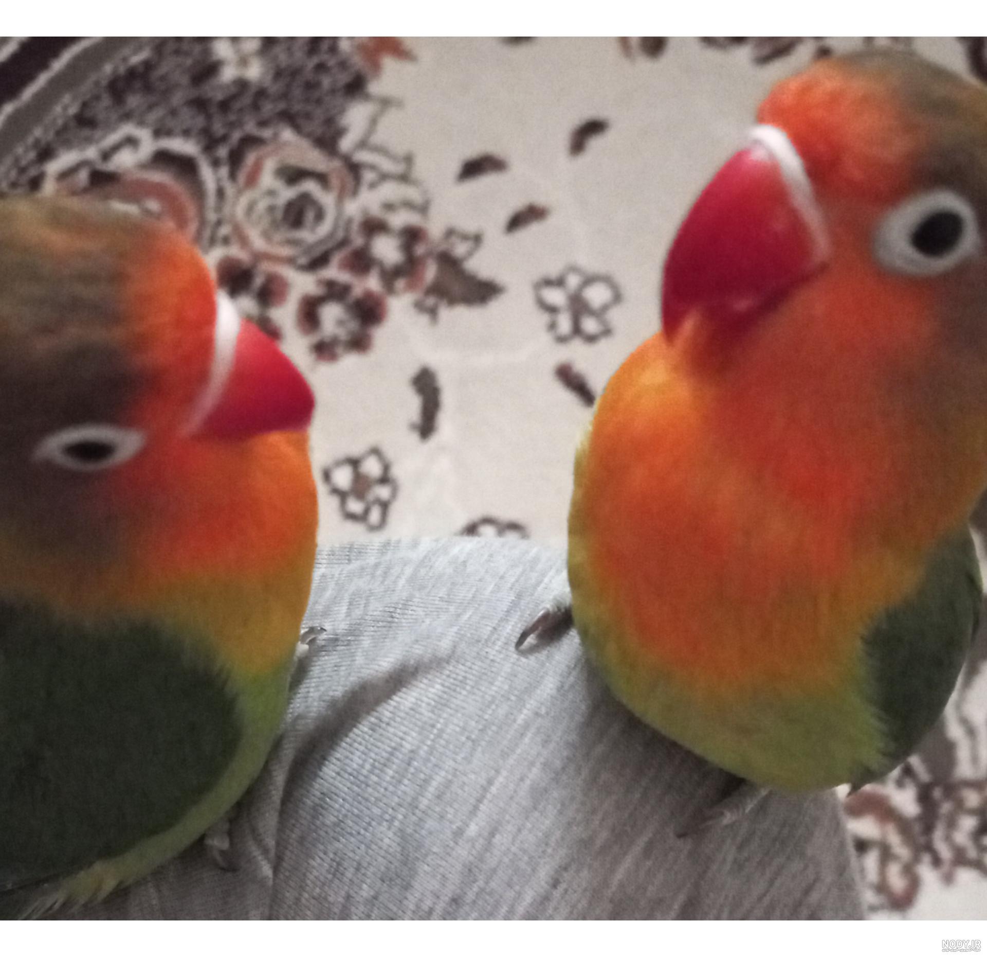 پرنده فروشی پاپت | طوطی برزیلی🦜🦜🧿🧿🧿🧿🧿 مولد🐤🐤 فروش🛑 تکی🛑 و⛔  جفتی🛑 قیمت///دایرک ❌❌❌❌ خرید فروش پرندگان زینتی و خوکچه وخرگوش وهمستر آدرس  کوچصفهان لولمان خ… | Instagram