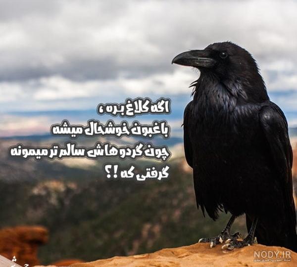 پرندگان ایران | خانواده کلاغ - Corvidae پرندگان ایران | خانواده کلاغ - Corvidae