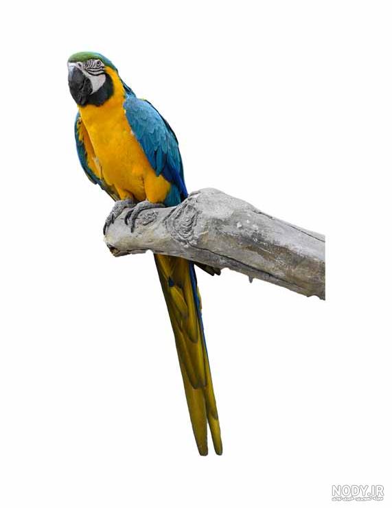 کلاغ نوک بزرگ؛ پرنده ای باهوش با نوکی قدرتمند کلاغ نوک بزرگ؛ پرنده ای باهوش با نوکی قدرتمند