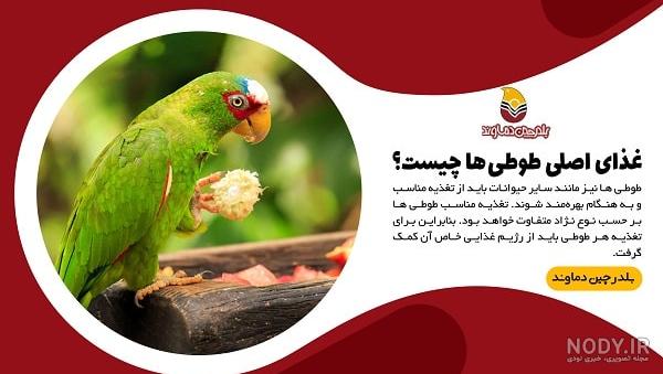 ۱۳ بیماری شایع در طوطی سانان و درمان آن + فیلم ۱۳ بیماری شایع در طوطی سانان و درمان آن + فیلم