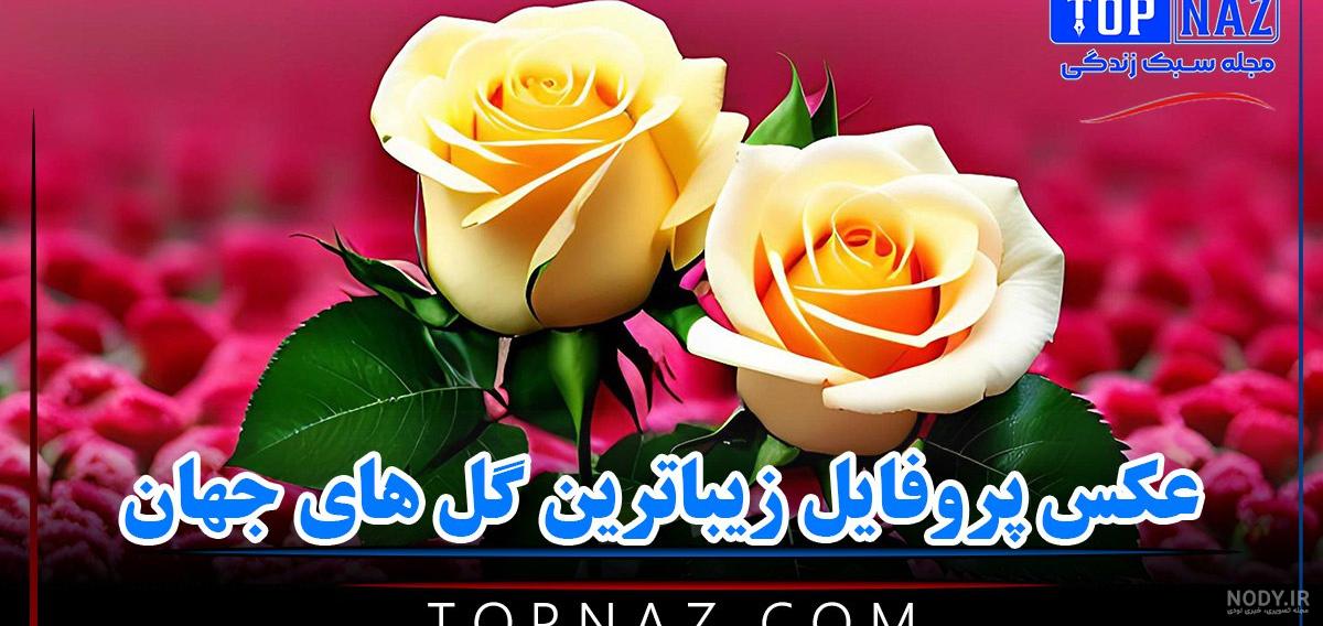 75 عکس گل رز واقعی باکیفیت بالا