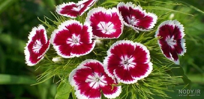 تصاویر: با ۱۰ گل زیبای جهان آشنا شوید