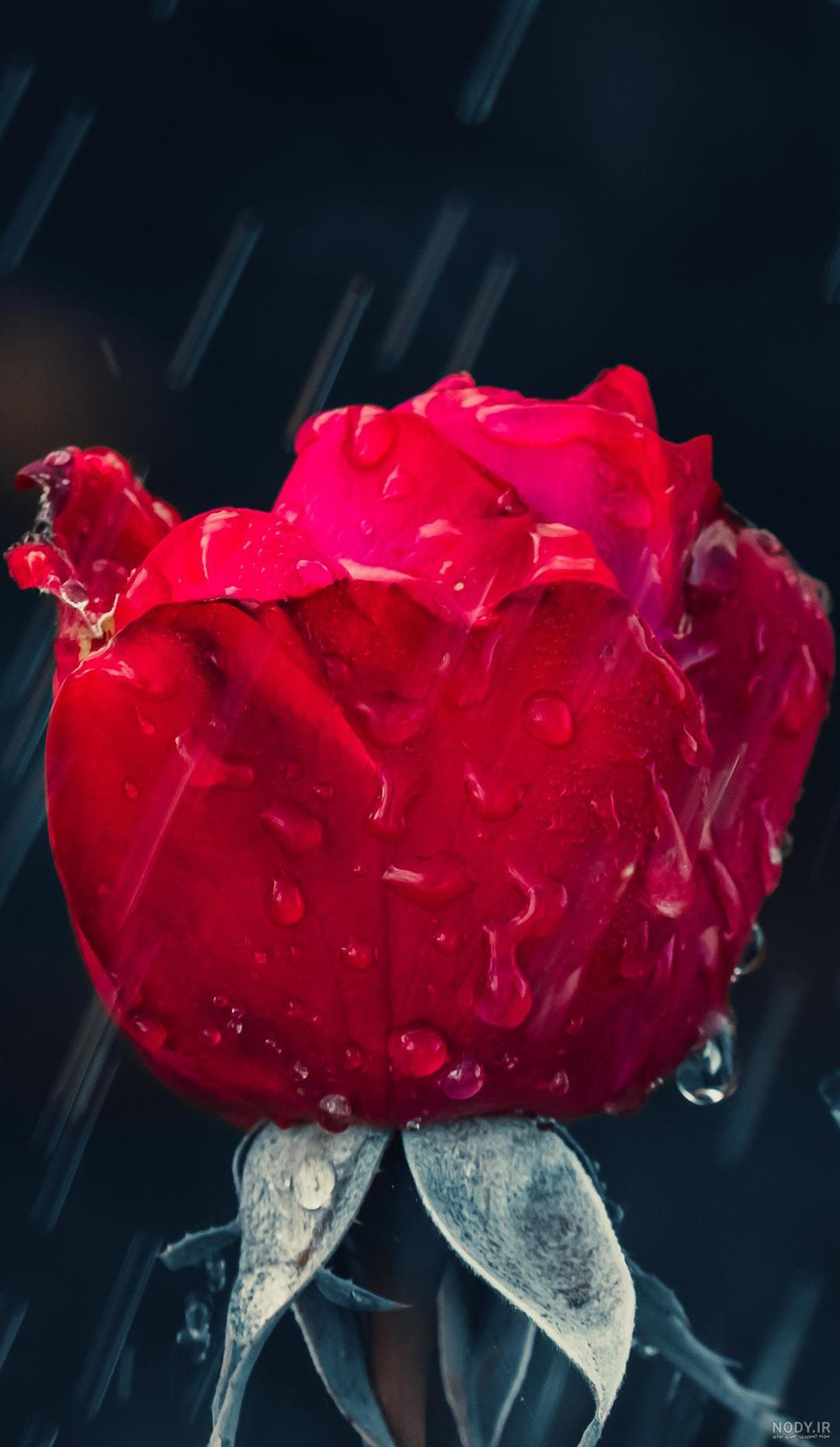 جام گل رز و عروس | 💓خرید زیباترین گل خواستگاری رز و گل عروس + ارسال رایگان