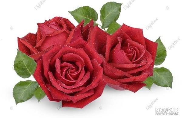 دسته گل رز قرمز خاص و لاکچری