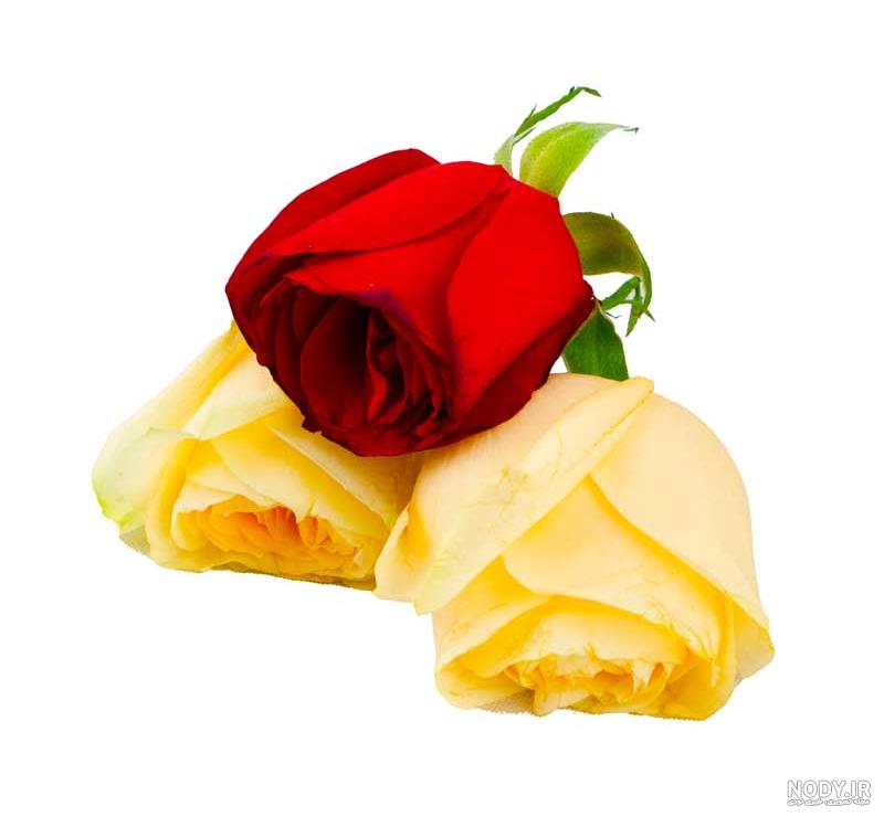 دسته گل رز قرمز عاشقانه