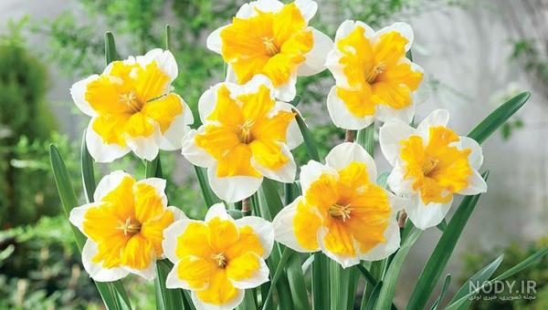 زیباترین گل های دنیا+تصاویر