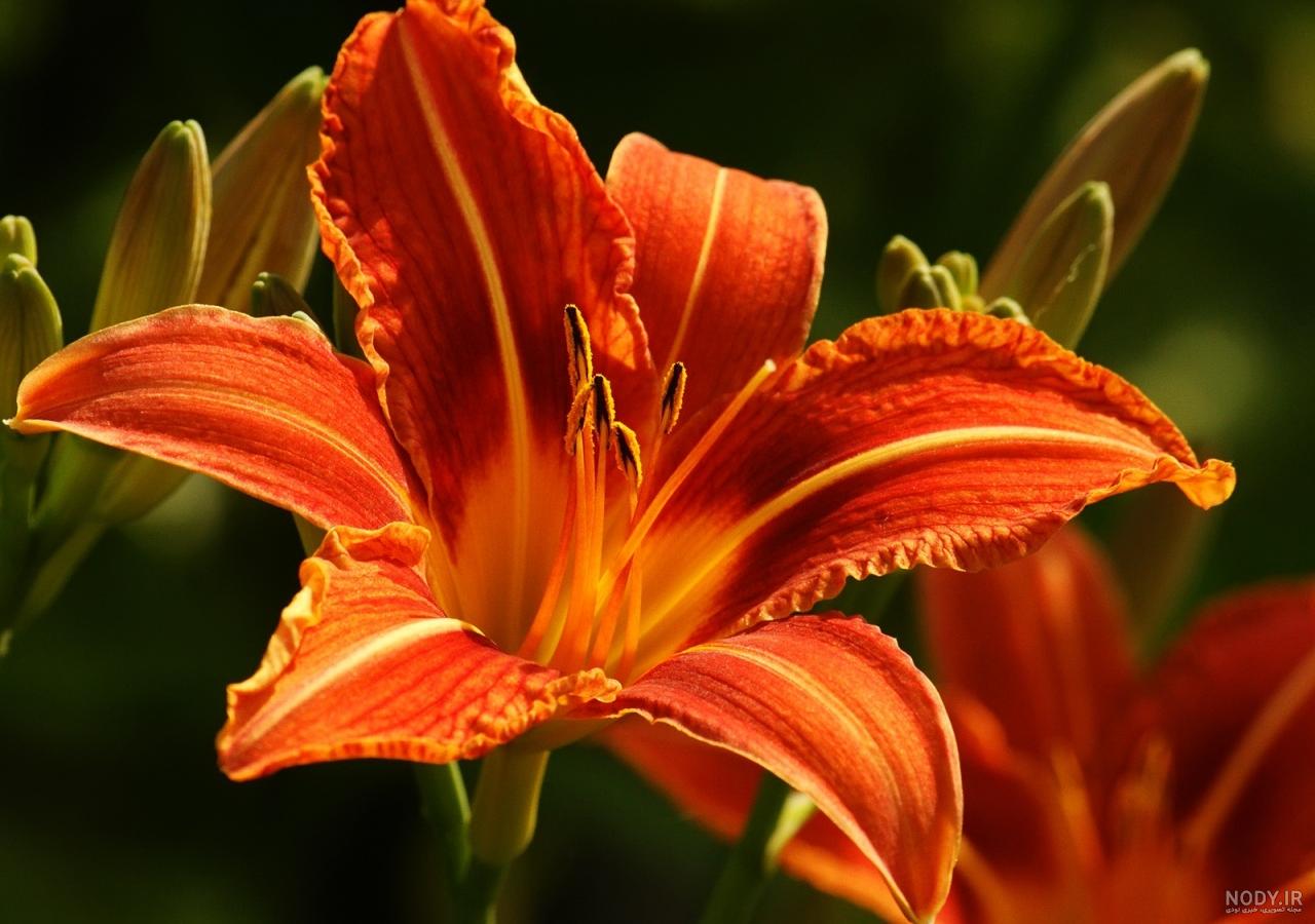 زیباترین گل های دنیا+تصاویر