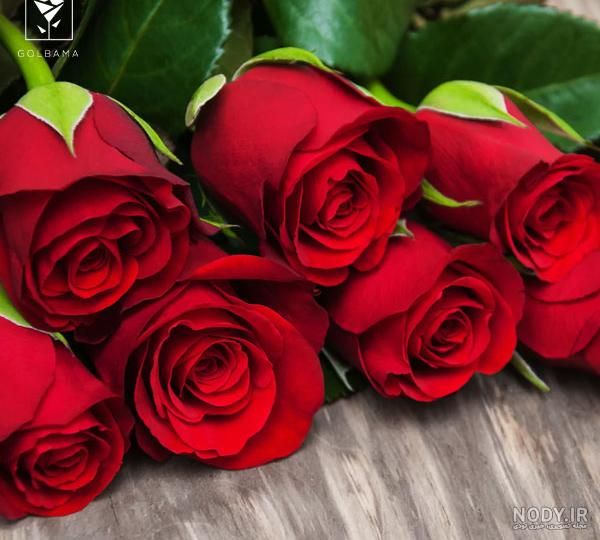 زیباترین گل رز جهان