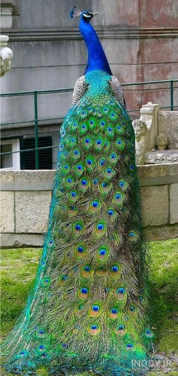 زیبایی خیره کننده پرنده طاووس زیبایی خیره کننده پرنده طاووس