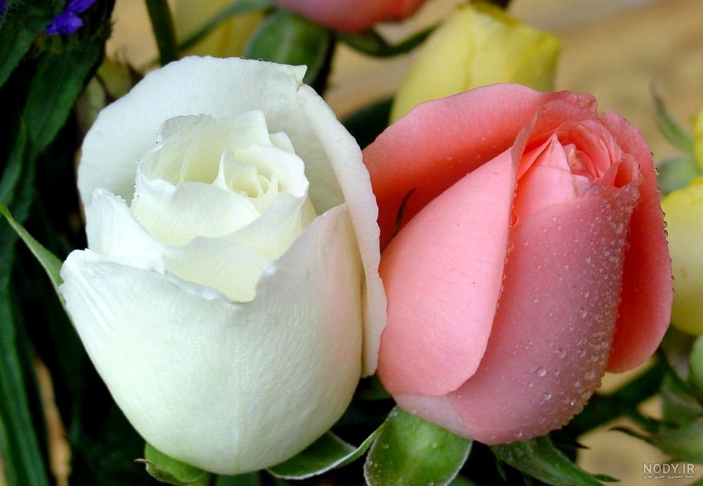 عکس از زیباترین گل جهان