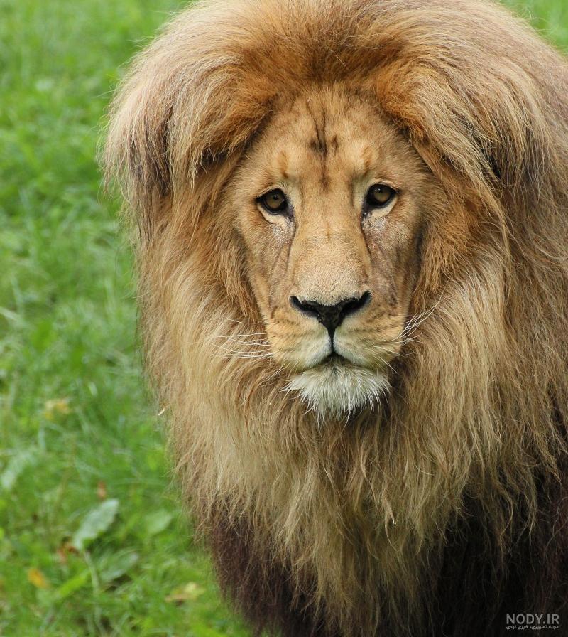 عکس زیبا از شیر و خورشید عکس زیبا از شیر و خورشید