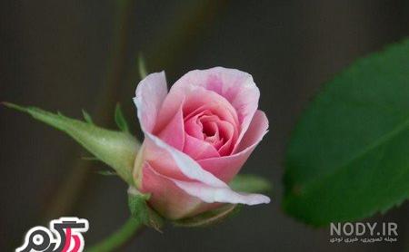 عکس های زیبا و دیدنی از گل های رز در طبیعت عکس های زیبا و دیدنی از گل های رز در طبیعت