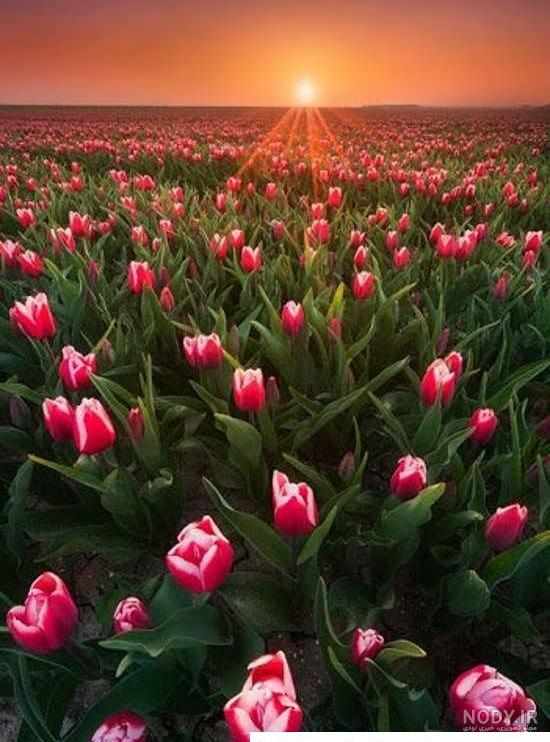 عکس زیبا گل برای پروفایل عکس زیبا گل برای پروفایل