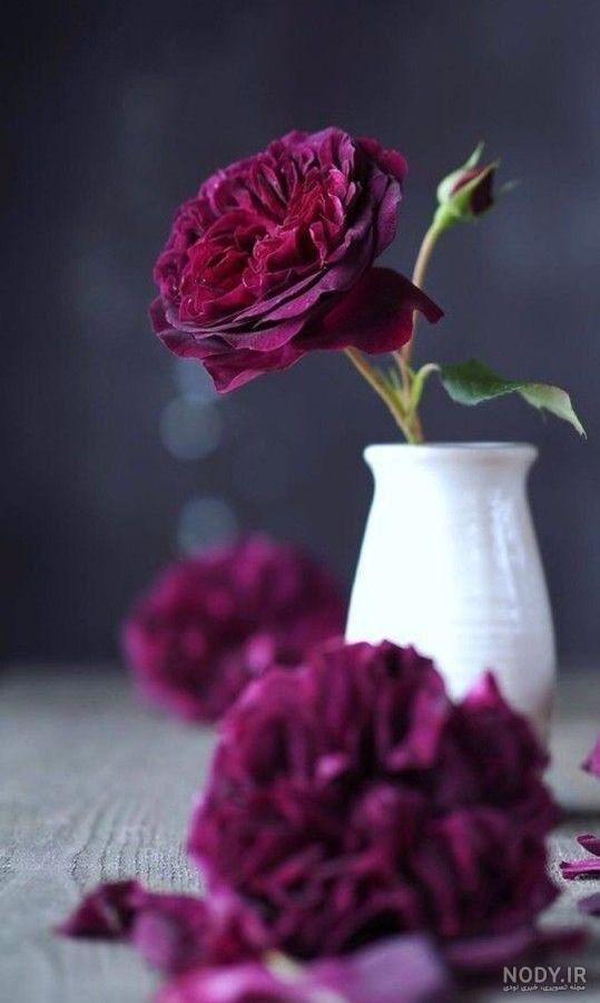 عکس زیبا گل تیک تاک عکس زیبا گل تیک تاک