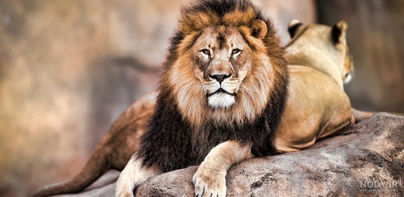 عکس سیاه سفید شیر ماده باکیفیت بالا