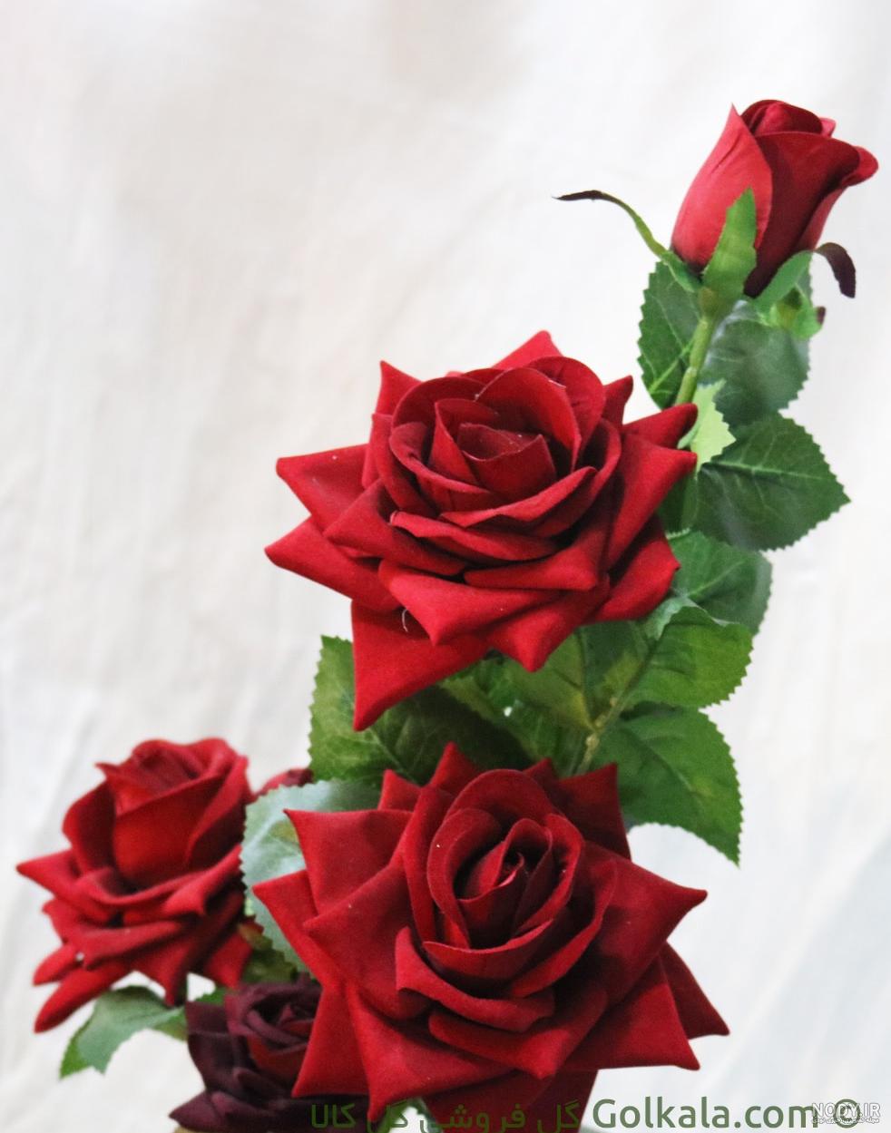 عکس شاخه گل زیبا - گل رز هلندی فادو - Rose | گل آف