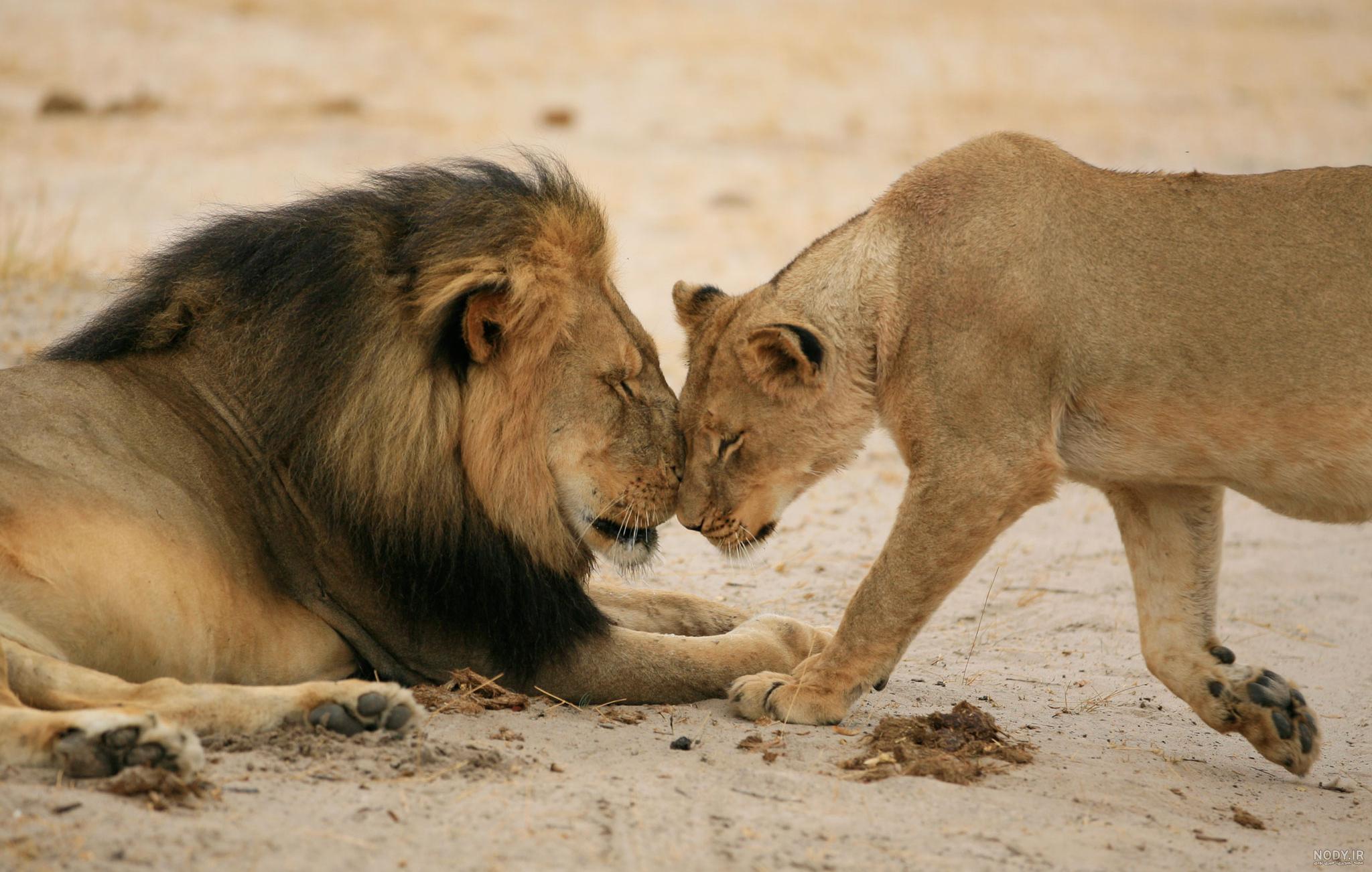 عکس شیر🦁دانلود 21 عکس شیر جنگل با کیفیت بالا