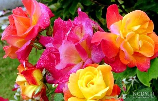 عکس پروفایل زیباترین گل های جهان + متن گل رز عاشقانه عکس پروفایل زیباترین گل های جهان + متن گل رز عاشقانه