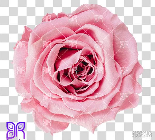 عکس گل رز برای پروفایل تلگرام و اینستاگرام • مجله تصویر زندگی عکس گل رز برای پروفایل تلگرام و اینستاگرام • مجله تصویر زندگی