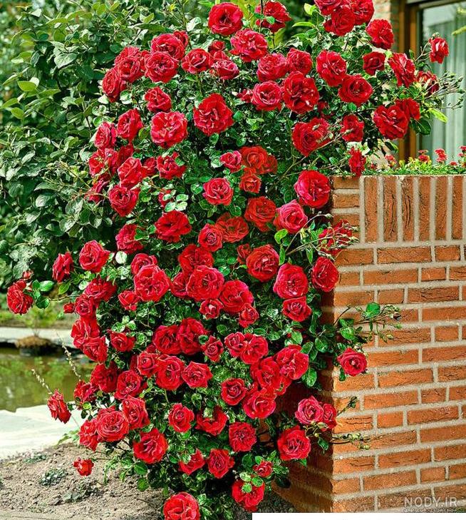 عکس گل رز زیبا و خاص برای پروفایل جدید عکس گل رز زیبا و خاص برای پروفایل جدید