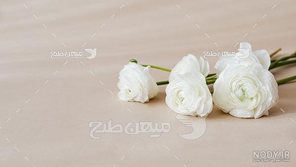 عکس گل رز سفید در انواع حالت های مختلف