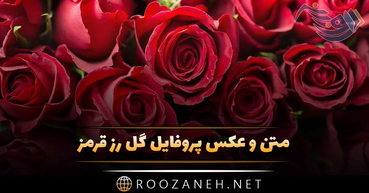 عکس گل رز قرمز زیبا برای پروفایل