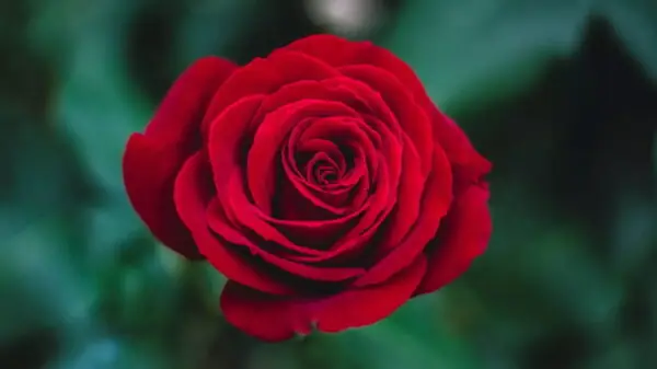 عکس گل رز قرمز عاشقانه زیبا و جذاب