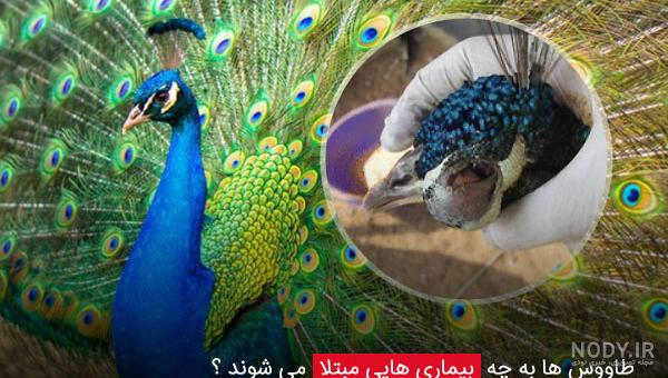 فرارو | (ویدئو) وقتی طاووس سفید کمیاب برای عکاس ژست گرفت! فرارو | (ویدئو) وقتی طاووس سفید کمیاب برای عکاس ژست گرفت!