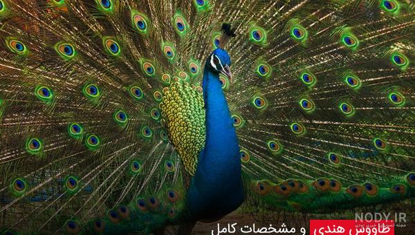 مجموعه والپیپر طاووس های فانتزی و گرافیکی با کیفیت 4K مجموعه والپیپر طاووس های فانتزی و گرافیکی با کیفیت 4K