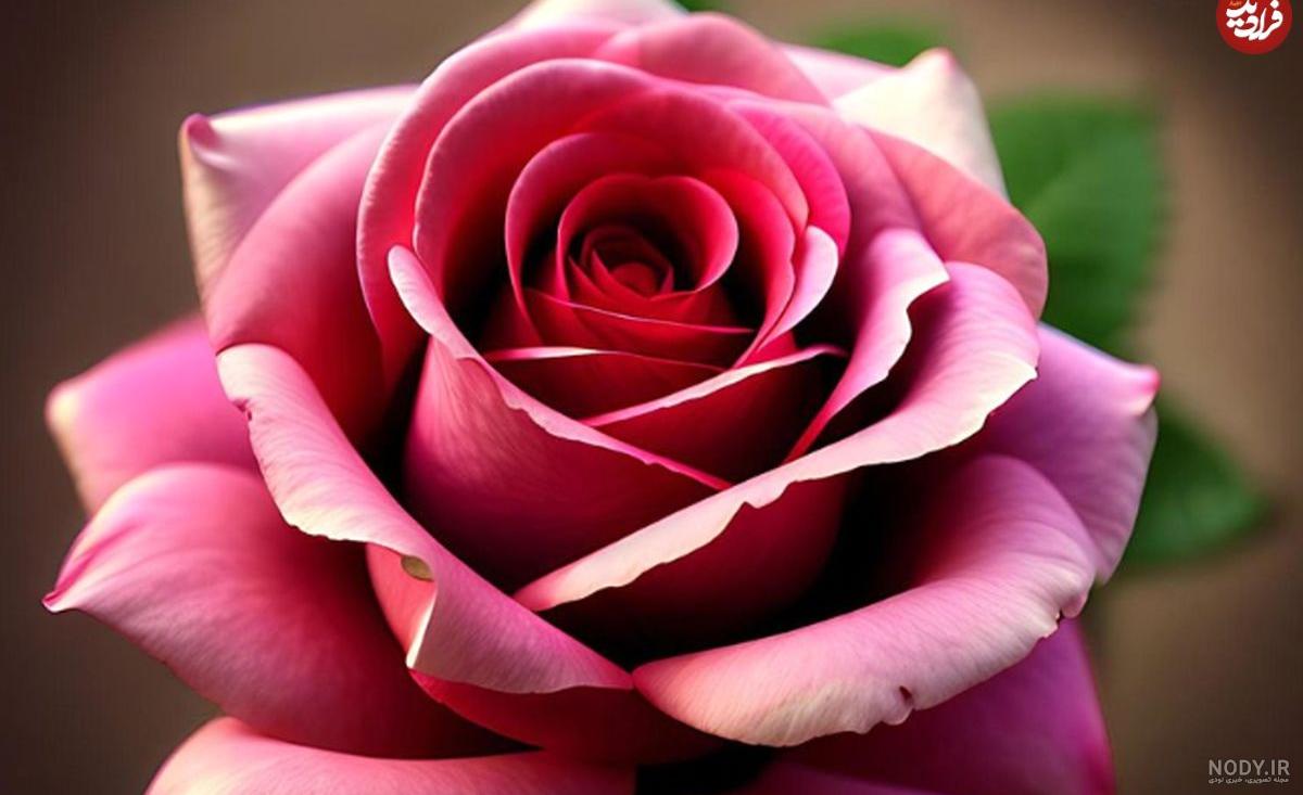 گل رز 🌹 انواع گل رز + عکس به همراه معرفی کامل و روش های نگهداری | گلمون گل رز 🌹 انواع گل رز + عکس به همراه معرفی کامل و روش های نگهداری | گلمون