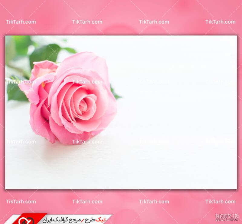 یک گل رز صورتی زیبا در زمینه سفید 1159185 یک گل رز صورتی زیبا در زمینه سفید 1159185