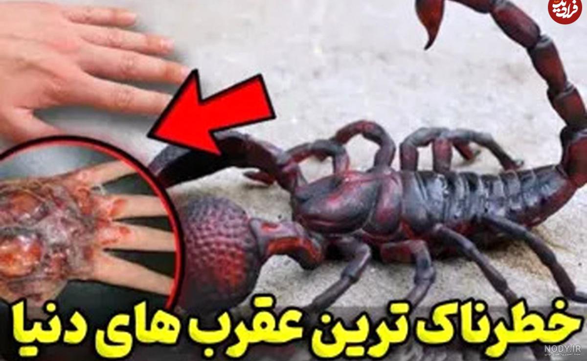 تحقیق درباره عقرب کلاس چهارم و برای کودکان - ماگرتا تحقیق درباره عقرب کلاس چهارم و برای کودکان - ماگرتا