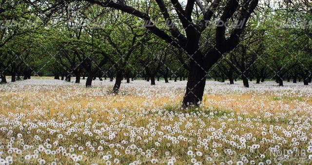 تصویر با کیفیت منظره زیبای غروب آفتاب همراه با گل قاصدک - ایران طرح