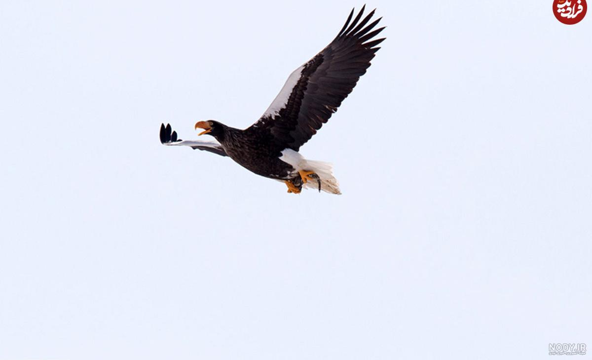 زندگی جوجه عقاب ها - ویرگول