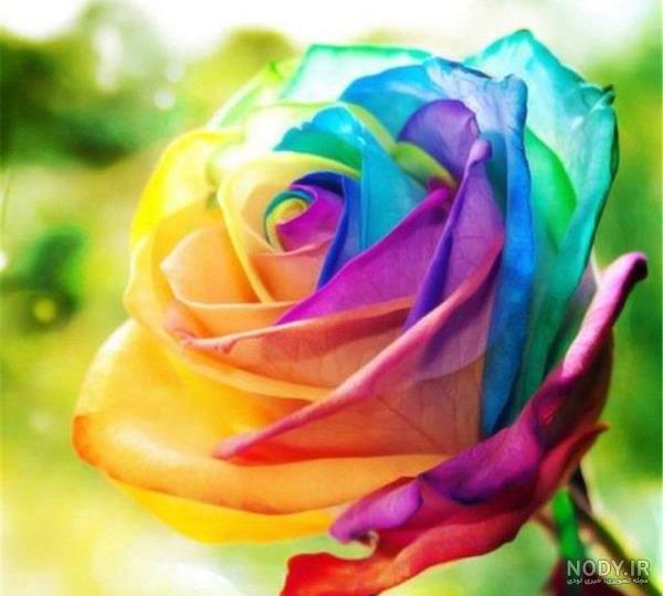 عکس زیبا از گل رز مشکی عکس زیبا از گل رز مشکی