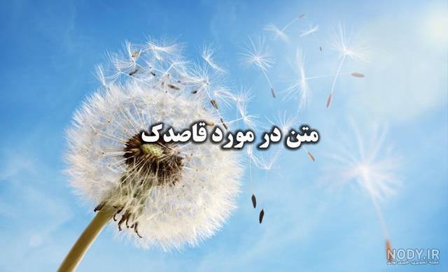 عکس های زیبا و دیدنی گل های قاصدک در طبیعت