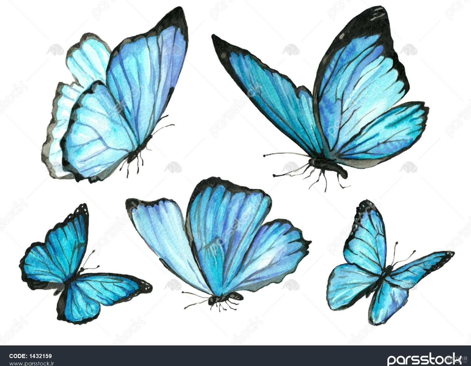 عکس زیبا پروانه آبی