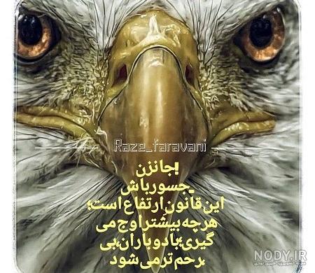 عکس عقاب با متن زیبا