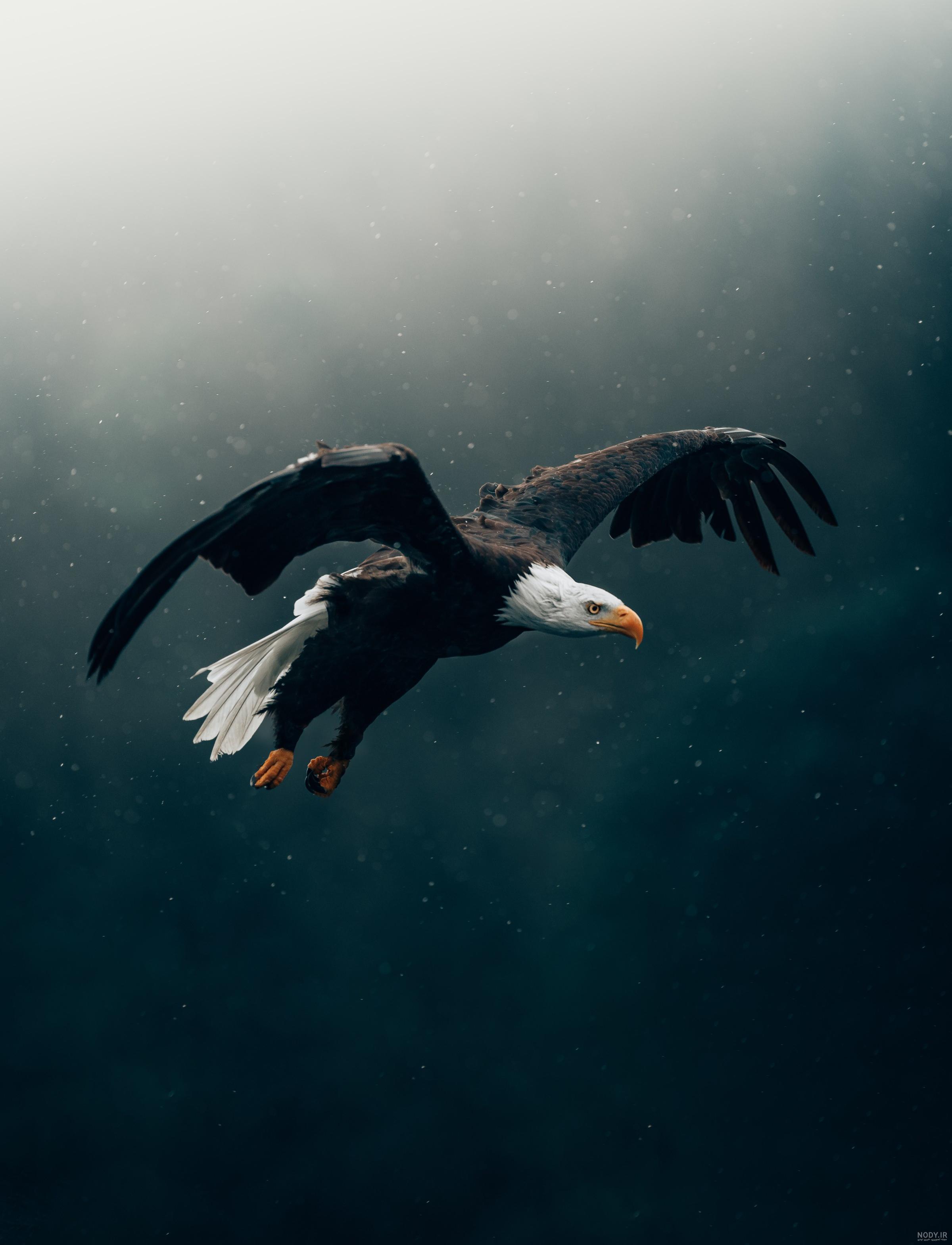 عکس عقاب کوهی - عکس نودی