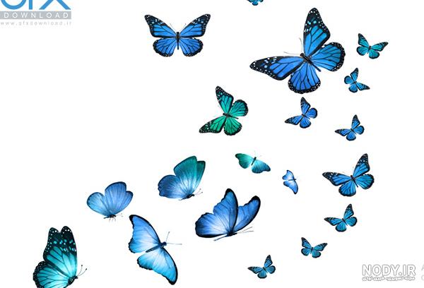 عکس png پروانه آبی 01281764 :: همیار طراحی عکس png پروانه آبی 01281764 :: همیار طراحی