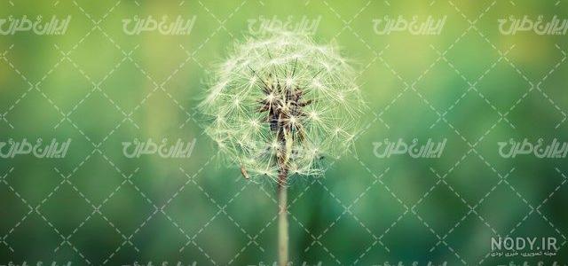 قاصدک بزرگ در پس زمینه آبی 1285926