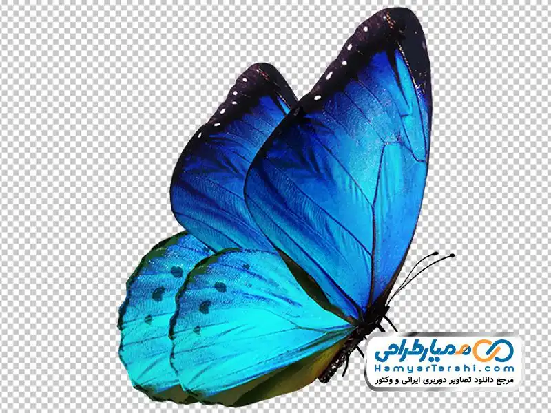 پروانه زیبا خاص دخترانه - عکس ویسگون پروانه زیبا خاص دخترانه - عکس ویسگون