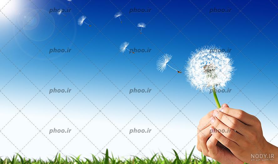 گل قاصدک" از یک فوت برای آرزوها تا عملکرد قابل توجه به عنوان دارو! (+عکس)