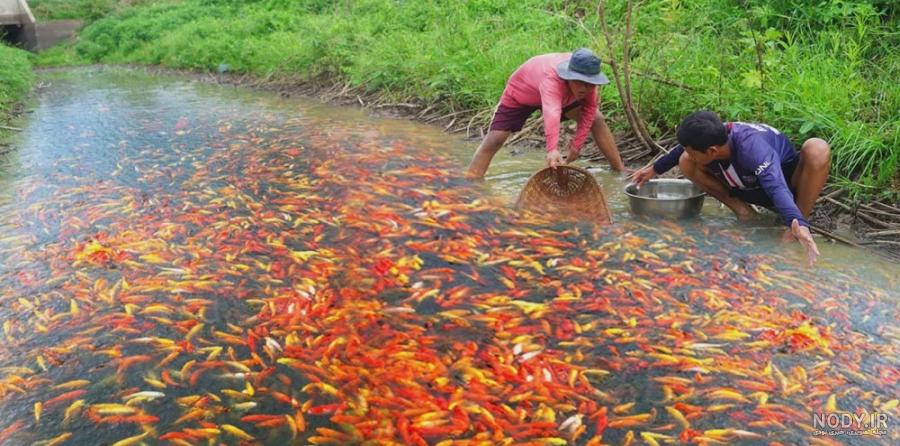 Photographyi9red Goldfish Africa - دانلود عکس - پارس ایمیجز - download image - Pars Images Photographyi9red Goldfish Africa - دانلود عکس - پارس ایمیجز - download image - Pars Images