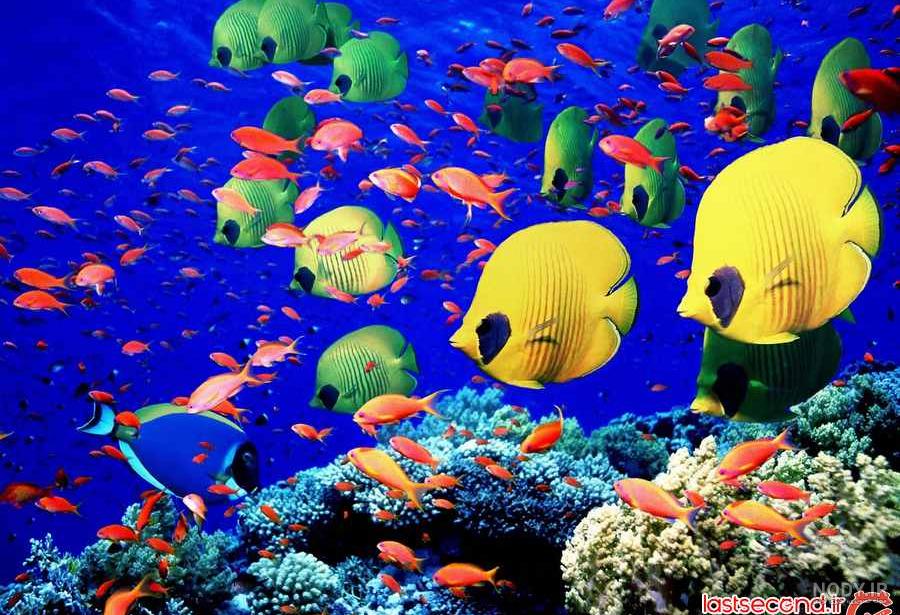 برترین عکس ها از دنیای زیر آب - تصاوير بزرگ - بهار نیوز برترین عکس ها از دنیای زیر آب - تصاوير بزرگ - بهار نیوز