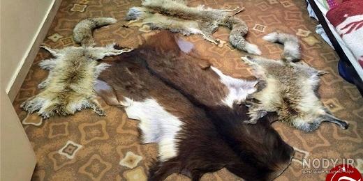 جنگ سگ سرابی با سگ پژدر عراقی ۲۰۲۳ جنگ سگ سرابی با سگ پژدر عراقی ۲۰۲۳