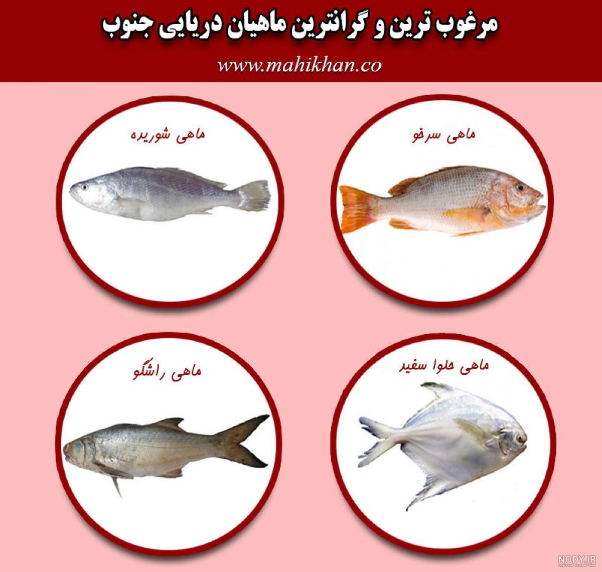 دانلود وکتور مجموعه ماهی های قرمز و موجودات دریایی - ملت وب دانلود وکتور مجموعه ماهی های قرمز و موجودات دریایی - ملت وب