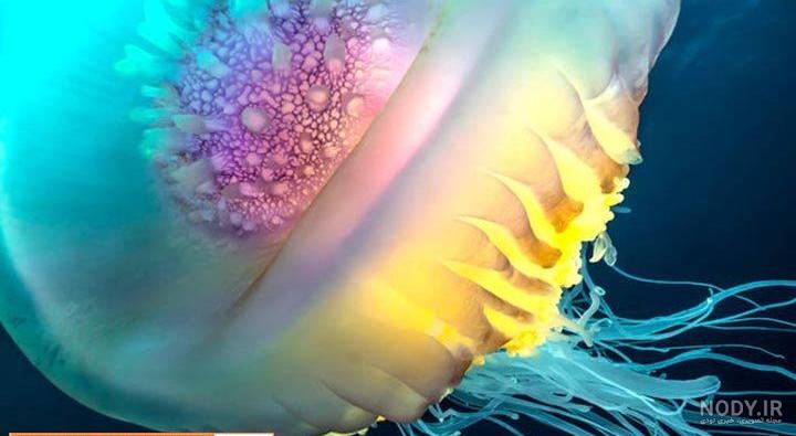 دکوری عروس دریایی XL جی بی ال - نسیم یاس دکوری عروس دریایی XL جی بی ال - نسیم یاس