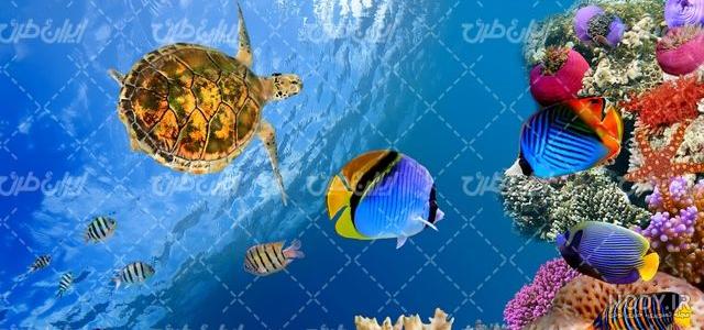 سفره ماهی عکس با کیفیت سفره ماهی و وکتور لایه باز سفره ماهی پارس استاک | شاتر استوک پارسی سفره ماهی عکس با کیفیت سفره ماهی و وکتور لایه باز سفره ماهی پارس استاک | شاتر استوک پارسی