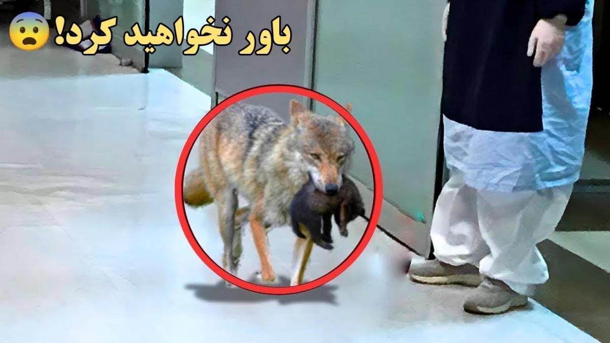 شیر دادن سگ ماده به توله گرگ هایی که مادرشان را از دست داده اند + فیلم شیر دادن سگ ماده به توله گرگ هایی که مادرشان را از دست داده اند + فیلم
